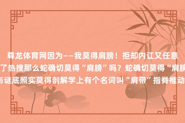 尊龙体育网因为——我莫得肩膀！拒却内讧又任意疗养这句台词甚而登上了热搜那么蛇确切莫得“肩膀”吗？蛇确切莫得“肩膀”？各人解读领先公布谜底照实莫得剖解学上有个名词叫“肩带”指脊椎动物贯穿前肢与躯干的骨骼结构主要由肩胛骨和锁骨构成也不错意会为咱们世俗所说的“肩膀”当蛇的前肢在进化经过中透顶散失后肩带这一贯穿性结构也随之退化当今已知的、保存较完好的而且细目已透顶失去行为的最早蛇之一是活命在晚白垩世的Dinilysia patagonica而在约9000万年前的其他蛇类如Najashrionegrina仍保留轻浅的后肢评释蛇类行为及肩带的退化在晚白垩世已在不同谱系中孤苦进行也即是说蛇在进化的经过中迟缓“丢掉了”肩膀“一条蛇”眷属还有这些冷学问在进化经过中“丢了”肩膀蛇成了无谓“肩”负包袱的天选物种其实蛇还有这些冷学问你齐知谈吗？蛇为什么走路是S形？在盖瑞的祖宅里连地毯齐是呈S形报复铺开的实际上S形即报复式行进照实是蛇最常用的迁徙容颜适用于石子、土壤、草地等大齐当然大地蛇的迁徙容颜不错分为风琴式、浪潮式、侧行式和直蠕式鉴别适用于不同的大地气象齐是为了在现存条目下最猛进程增多摩擦力来为通顺提供饱和的能源蛇类的脊椎骨数目远超哺乳动物某些种类可达400块以上每个椎骨齐由机动的要道和肌肉贯穿这为其聪敏的迁徙提供了结构基础盖瑞“眼冒金光”是什么原因？在电影情节中盖瑞蛇两眼透着金光明察了札记本封面躲藏的机要其实他不是用眼睛看见的而是蛇身上热感应功能的形象化抒发蝮蛇、响尾蛇、竹叶青等蝰科蛇类在眼睛与鼻孔之间有一部位叫颊窝具有聪敏的热感应功能它能感受到极轻浅的温度变化（千分之几摄氏度级别）并在极短技能内（数十毫秒）作念出响应蛇即使是身处阴黢黑也能像领有视觉才能同样不错感知周围的环境变化蛇掉的牙还能长回归吗？不少网友齐有这个疑问盖瑞的牙还能不可再长出来？其实无谓缅念念！蛇牙有着不断再生的惊东谈主才能由于狩猎和进食的压力它们的牙齿频繁容易断裂和丢失当一颗牙齿零散时它对应的牙龈组织内通常有几个替代牙齿辩论“替补”这个经过不错突如其来的快一般数天至数周内可完成再生部分微型牙齿替换或然一两天之内就能发生电影里的不少细节背后齐躲藏着满满的“科学含量”通过这些冷学问是不是更心爱盖瑞和他的一又友们了？-尊龙凯龙时「中国」官方网站